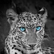 Leopard Leo