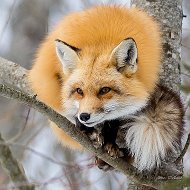 Света Fox