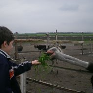 Станислав Передереев