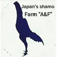 Japans Shamo