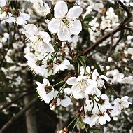 🌸🌸🌸галина Севостьянова🌸🌸🌸