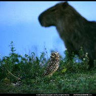 Владимир Коринский