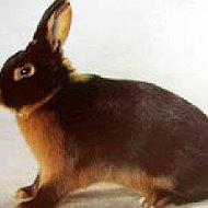 Кролик Кроликов