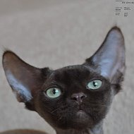 Devonrex74 Питомник