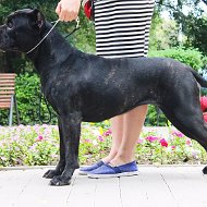 Canecorso Domenika