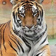 Великий Тигр