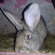 Кролиководы Дуванского