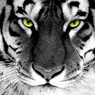 Tiger White