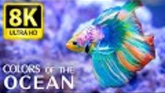 Colors Of The Ocean 8K ULTRA HD - The best sea animals for r...