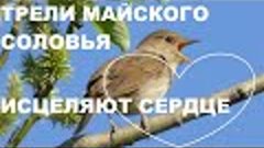 МАЙСКИЕ ТРЕЛИ СОЛОВЬЯ В ЗАРОСЛЯХ ЧЕРЁМУХИ ДУШИСТОЙ.ПЕНИЕ ЛЕЧ...