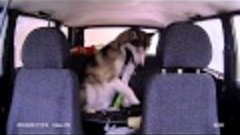 Аляскинский маламут в машине \ Alaskan malamute in the car