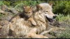 Dedicated to wolf pups and their moms