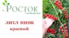 томат Литл пинк красный семена Почтой