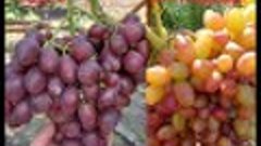 Обзор ультра ранних и ранних сортов винограда