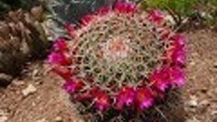 Blooming Cacti Stanford Univeristy Garden. Цветущие кактусы,...