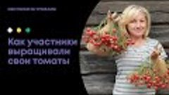 Томаты участников и уход до проекта Охотники за урожаем