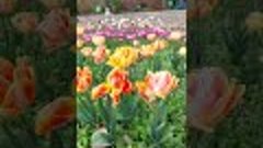 Крым 2024 - ПАРАД ТЮЛЬПАНОВ -  ! Тhe best TULIPS. Начало цве...