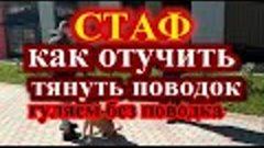 СТАФ как отучить тянуть поводок