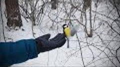 Кормим птиц с руки | Ураловед