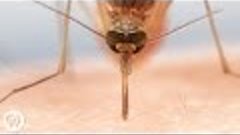 How Mosquitoes Use Six Needles to Suck Your Blood  |  Deep L...