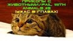 Приколы с животными/fail with animals #3 (Ужас в глазах)