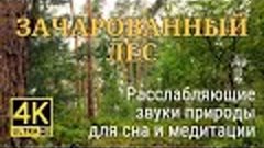 Звуки леса 5 часов Пение лесных птиц для расслабления, сна и...