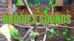 Budgie sounds