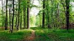 Soothing Forest Birds Singing. 12 Hour Nature Sound Relaxati...