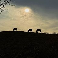 Анжелика Сафронова