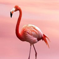 Flamingo Russian2019