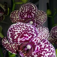 Orchid Paradise