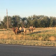 Радмила Саидова