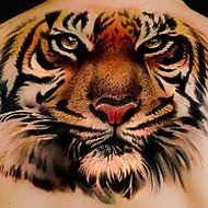 Тигр Тигр