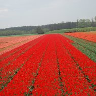 Людмила Німенька