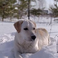 Сергей Балановский