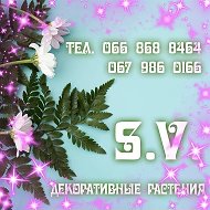 Светлана Садовыерастения