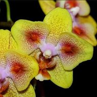Ира Орхидеи
