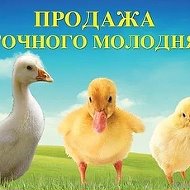 Продажа Суточного