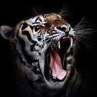Tiger Black
