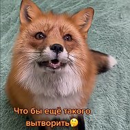 Fox Fox