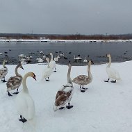 Елена Пушнякова