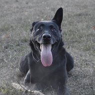 Анатолий Садовничий