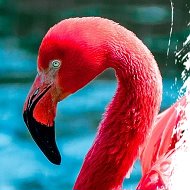 Турагентство Flamingo