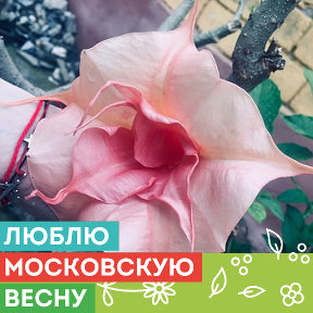 Фотография от Бругмансия Цветок ПРОДАМ