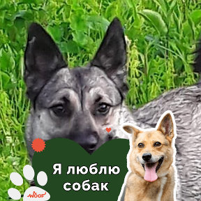 Фотография от 🐾🐕🐾Galinka 🐾🐕🐾