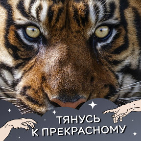 Фотография от Tiger Wild