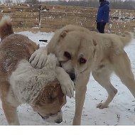 Питомник Волкодавов