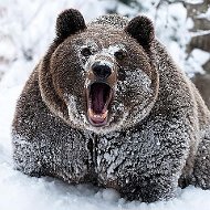 Олимпийский Медведь