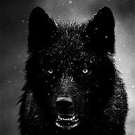 Black Wolf