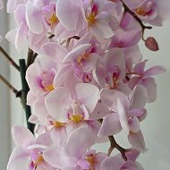 Орхидеи По